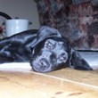 Wally