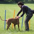 Na zahřátí si dáme agility 