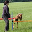 Na zahřátí si dáme agility 