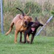 Perla a Kali 