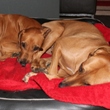 Siesta 