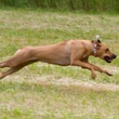Perla
