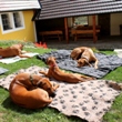 Pohodička na dvoře 