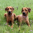 Naše duo 