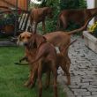 Účastníci zájezdu byli veselí, hraví, žraví, žízniví...