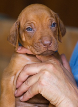 Puppy boom v SVP